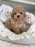 Maltipoo F1 pup (Asian Toy Poedel / Maltezer ), Dieren en Toebehoren, Honden | Chihuahua's en Gezelschapshonden, Particulier, Rabiës (hondsdolheid)