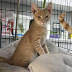 ACE: Garfield is op zoek naar een eigen mandje, Kater, Kortharig, 0 tot 2 jaar