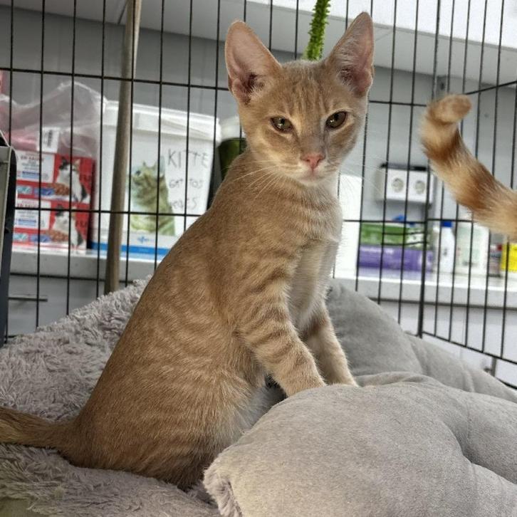 ACE: Garfield is op zoek naar een eigen mandje, Dieren en Toebehoren, Katten en Kittens | Overige Katten, Kortharig, Kater, 0 tot 2 jaar