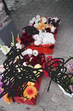 Grote partij dahlia knollen, Tuin en Terras, Bloembollen en Zaden, Ophalen, Volle zon, Knol