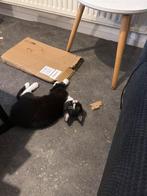 Katertje, super speels en ondeugend, Dieren en Toebehoren, Katten en Kittens | Overige Katten, Kater