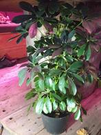 Schefflera arboricota Nora 2 kamerplant, Ophalen, Halfschaduw, Minder dan 100 cm
