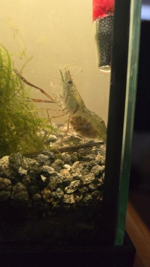 Roodschaargarnalen. Prachtige Garnaal!!, Dieren en Toebehoren, Vissen | Aquariumvissen, Kreeft, Krab of Garnaal