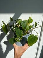 Heart leaf philodendron, Huis en Inrichting, Kamerplanten, Ophalen, Halfschaduw, Minder dan 100 cm