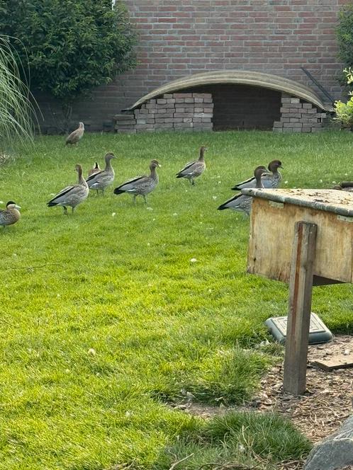 Manenganzen siereenden, Dieren en Toebehoren, Pluimvee, Eend, Mannelijk