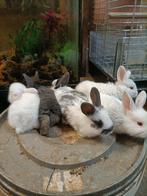 Jonge konijnen, Dieren en Toebehoren, Konijnen, Geslacht onbekend, Groot