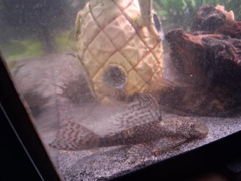 Borstel neuzen, algeneters, Dieren en Toebehoren, Vissen | Aquariumvissen, Zoetwatervis, Vis