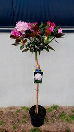 Rhododendron 'Silberwolke' ️🌺❗️1.20 stam ️❗️, Tuin en Terras, Planten | Bomen, Ophalen, Lente, Halfschaduw