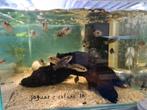 Jaguar Cichliden, Parachromis Managuensis, Dieren en Toebehoren, Vissen | Aquariumvissen, Zoetwatervis, Vis