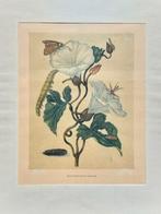 De Haagwinde .... Maria Sibylla Merian ....., Ophalen of Verzenden