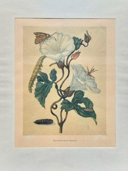 De Haagwinde .... Maria Sibylla Merian ....., Antiek en Kunst, Kunst | Tekeningen en Foto's, Ophalen of Verzenden