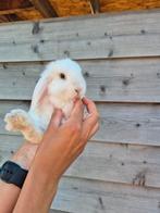 Baby dwergkonijntjes voedsters, Meerdere dieren, Dwerg