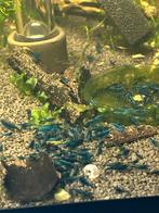 Mooie high grade blue dream neocaridina garnalen, Dieren en Toebehoren, Kreeft, Krab of Garnaal, Zoetwatervis, Schoolvis