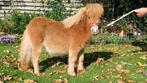 Shetland hengstveulen mini maat, Hengst