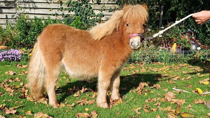 Shetland hengstveulen mini maat, Dieren en Toebehoren, Paarden en Pony's | Dekhengsten en Fokmerries, Hengst