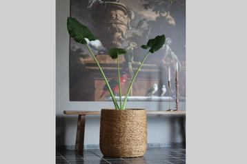 Grote rieten rotan manden bloempotten naturel (3 maten) beschikbaar voor biedingen