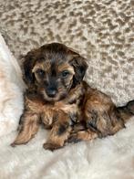 maltipoo pups samen met mama en papa te zien, Parvo, Overige rassen, 8 tot 15 weken, Meerdere