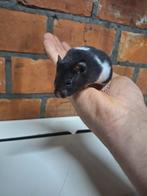 Goudhamsters / syrische hamsters (Belgie), Dieren en Toebehoren, Knaagdieren, Hamster, Meerdere dieren, Tam, September