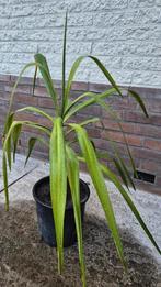 Yucca gigantea elephantipes olifantspoot kamerplant, Groene kamerplant, Ophalen, Palm, Minder dan 100 cm