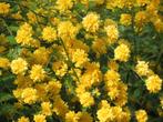 Ranonkelstruik - Kerria japonica, bio (1 exemplaar), Overige soorten, Vaste plant, Ophalen of Verzenden, Halfschaduw