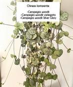 Chinees lantarentje diverse soorten, Huis en Inrichting, Ophalen of Verzenden