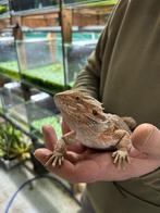 Te koop -  Lieve Baardegaam, Dieren en Toebehoren, Reptielen en Amfibieën, Overige soorten, Met terrarium, 0 tot 2 jaar