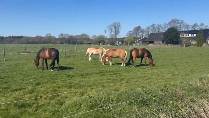 1 plek vrij Kleinschalige groepstal bosrand Leersum, Dieren en Toebehoren, Stalling en Weidegang, Stalling, Weidegang, 1 paard of pony