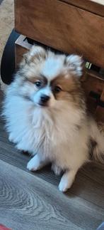Prachtig mooi pomeriaan reutje!! SPOED SPOED!!, Dieren en Toebehoren, Reu, 8 tot 15 weken, Eén hond, Nederland