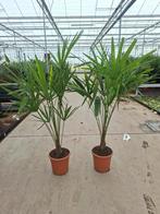 Trachycarpus Fortunei palmbomen 1.70mtr., Ophalen, Zomer, Overige soorten, Volle zon