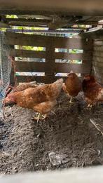 4 kippen te koop, Vrouwelijk, Kip