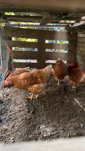 4 kippen beschikbaar voor biedingen