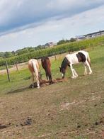 jaarling tinker hengst, Dieren en Toebehoren, Pony's, Hengst, Niet van toepassing, D pony (1.37m tot 1.48m), 0 tot 2 jaar