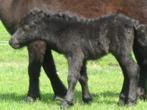 Shetlander Pony's, Dieren en Toebehoren, Pony's, Merrie, Niet van toepassing, 0 tot 2 jaar, A pony (tot 1.17m)