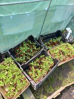 Tomaten planten, Ophalen, Groenteplanten, Eenjarig