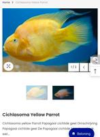 Gele papagaai ciclide koppel gezocht, Vis
