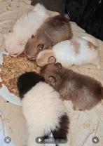 Pomeriaan pups,  mini en klein blijvend.  4 reutjes., Dieren en Toebehoren, Honden | Chihuahua's en Gezelschapshonden, Overige rassen