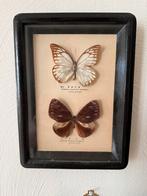 Zwarte vintage lijst met opgezette vlinders, Verzamelen, Dierenverzamelingen, Ophalen of Verzenden, Gebruikt, Insect, Opgezet dier