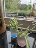 Graslelie stekjes, Ophalen, Overige soorten, Halfschaduw, Minder dan 100 cm