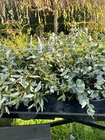 Eucalyptus bossen 2,99 per stuk 2 voor 5, Tuin en Terras, Ophalen of Verzenden, Overige soorten, Halfschaduw