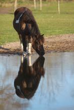 Plek voor 2 pony’s op leuke paddock paradise, Dieren en Toebehoren, Stalling en Weidegang, Weidegang