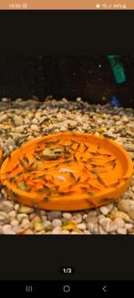 Mix garnaaltjes te koop, Kreeft, Krab of Garnaal