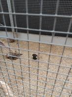 Chinese dwergkwartels, Dieren en Toebehoren, Ophalen, Nieuw, Overige typen