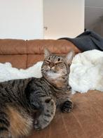 GRATIS Kat Europese korthaar + automatische kattenbak, Dieren en Toebehoren, Katten en Kittens | Overige Katten, Kater