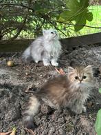 Perzische langhaar kitten (Bruine&Witte nog beschikbaar!), Dieren en Toebehoren, Katten en Kittens | Raskatten | Langhaar, Meerdere dieren