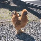 Zijdehoen haantje van eind april, Dieren en Toebehoren, Pluimvee, Mannelijk, Kip