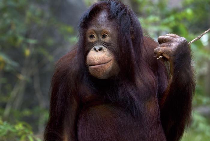 Oerang-oetang Glas Schilderij 120x80 - Nieuw!, Huis en Inrichting, Woonaccessoires | Wanddecoraties, Nieuw, Ophalen