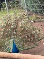 Te koop 3 pauwen 2 violet en 4 fazanten, Dieren en Toebehoren, Meerdere dieren, Overige soorten