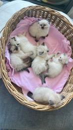 %100 Ragdoll Kitten €850,00