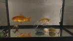 Aquarium met 2 goudvissen., Vis