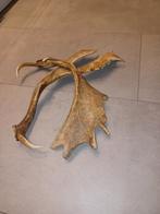Mooi Gewei - Decoratief Stuk, Verzamelen, Dierenverzamelingen, Ophalen, Zo goed als nieuw, Hert, Gewei of Kop